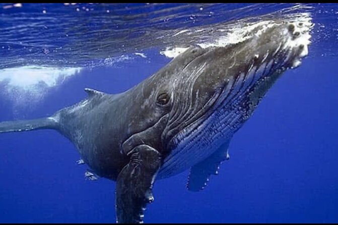 Whale watching more fell up - Practical Insights and Travel Tips