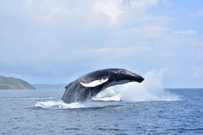 Whale watching more fell up - Authentic Experiences from Review Insights