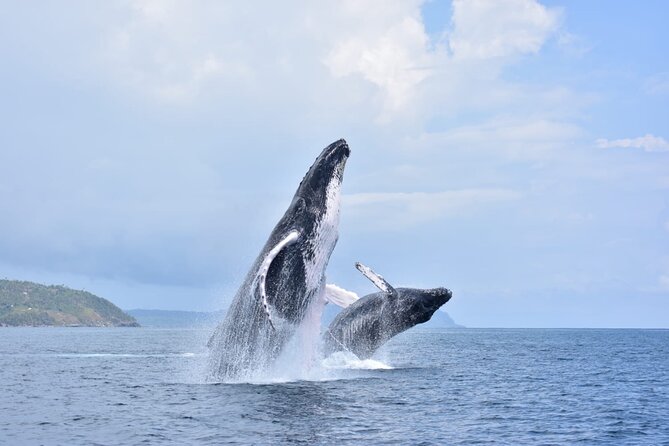 Whale watching more fell up - FAQ