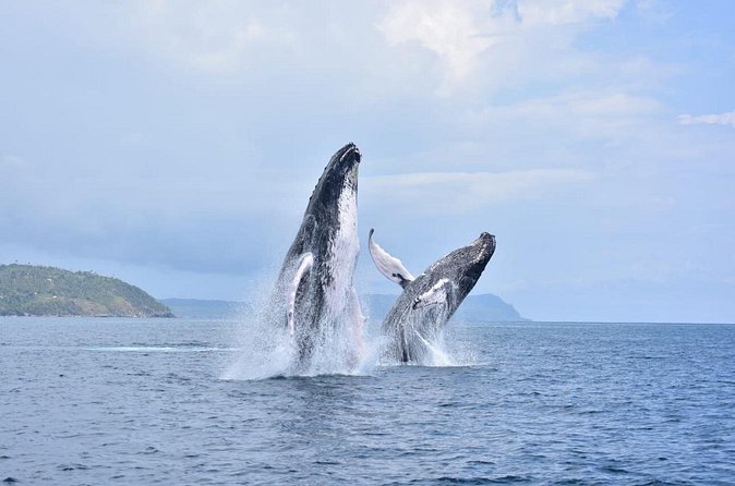 Whale watching more fell up - The Sum Up: Who Is This Tour Perfect For?