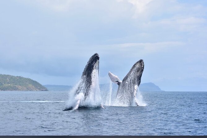 Whale watching more fell up - Good To Know