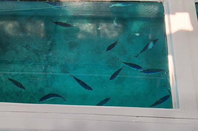 Glass-bottom boat tour to Punta Cana - The Sum Up: Is This Tour Right for You?