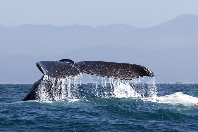 Whale Watching in Samana with Boat Tour - Exploring the Details: What to Expect on This Tour