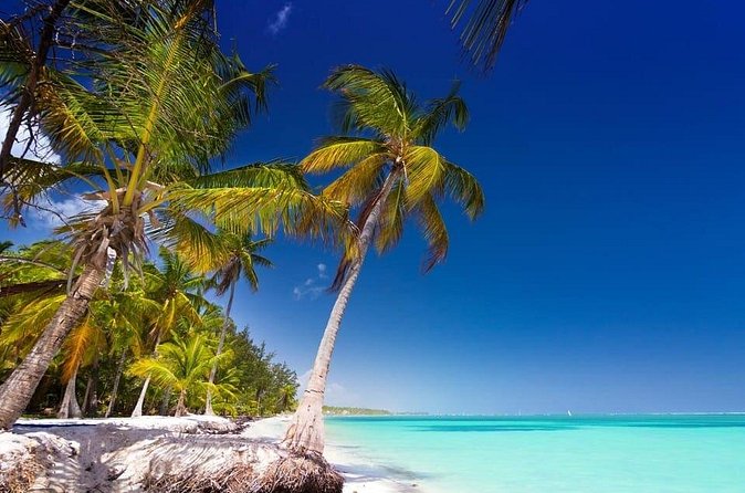 Saona Island Catamaran Speedboat Tour to a Dream Beach - Who Is This Tour Best For?