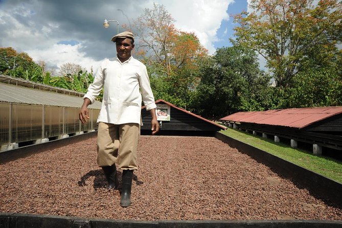 Cacao Plantation and Chocolate Factory Tour- Classic - Practical Tips for Visitors