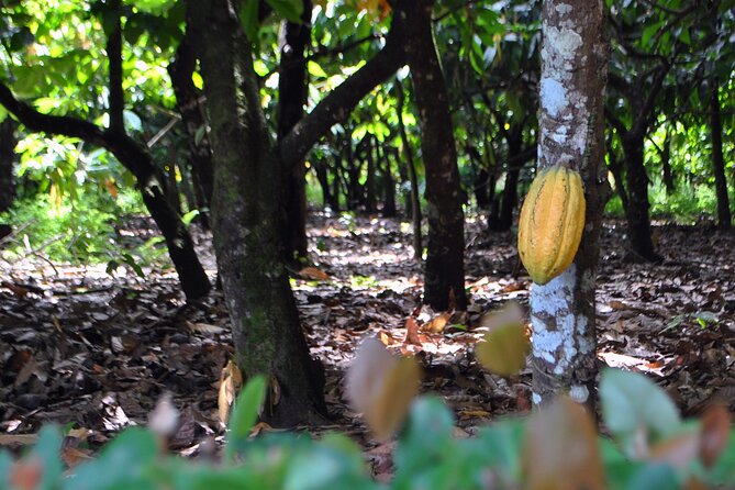 Cacao Plantation and Chocolate Factory Tour- Classic - Exploring the Tour Itinerary: What to Expect