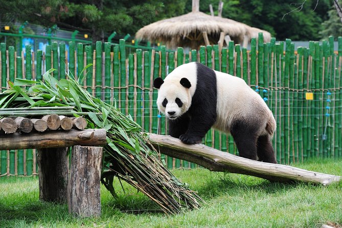 Beijing Historical Tour II including Summer Palace, Lama Temple & Panda Garden - In-Depth Look at the Tour Experience