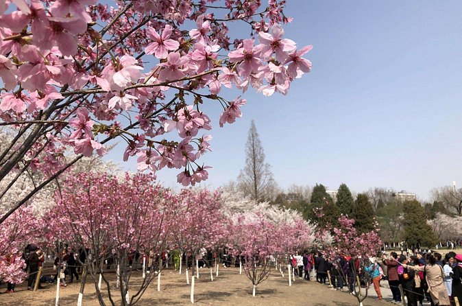 Cherry Blossoms trip in Yuyuantan Park - FAQ