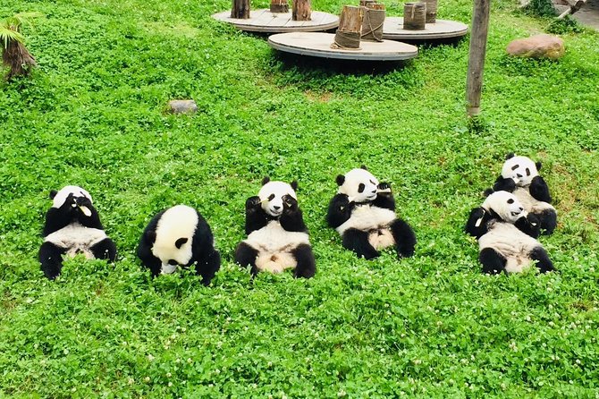 Ticket reservation for Chengdu Giant Panda Breeding Base - An In-Depth Look at the Chengdu Panda Experience