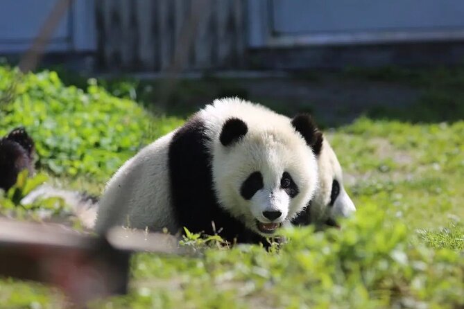 Chengdu Panda & Leshan Giant Buddha Premium Private Day Tour - Authentic Local Dining and Additional Details