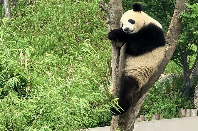 Chengdu Panda Base Half-Day Tour Optional Sichuan Opera Face - Final Thoughts