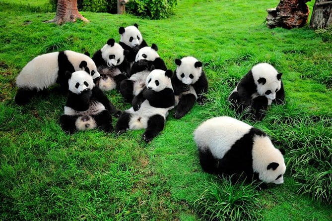 Leshan Giant Buddha day tour with tea Tasting Terrace view - The Sum Up: Is This Tour Worth It?