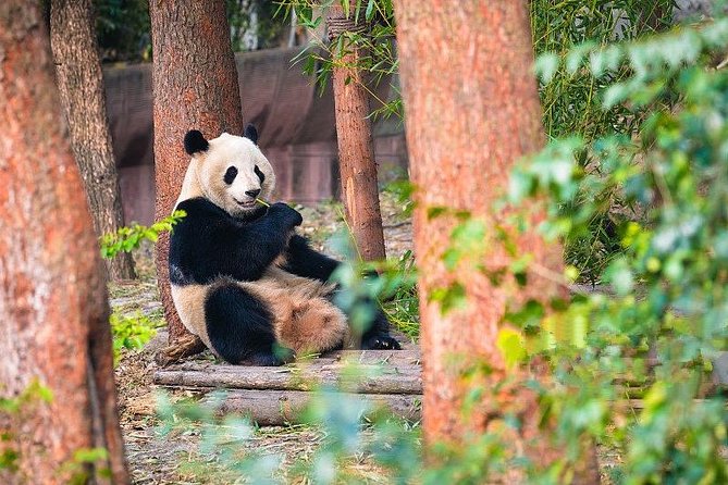 Private Half-Day Tour Chengdu Panda Breeding Center - Good To Know