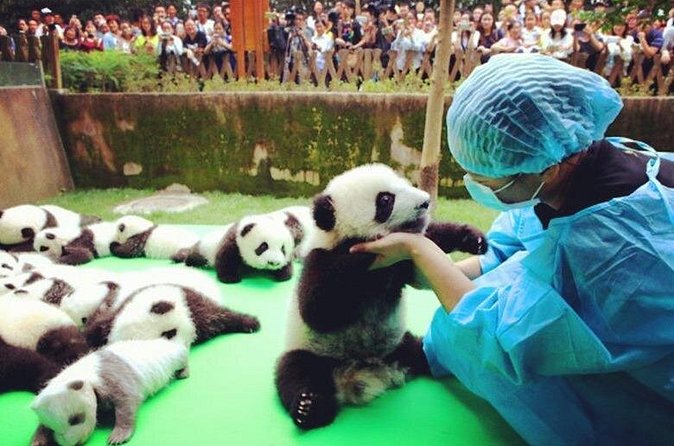 Private Half-Day Tour Chengdu Panda Breeding Center - Value and Practical Considerations
