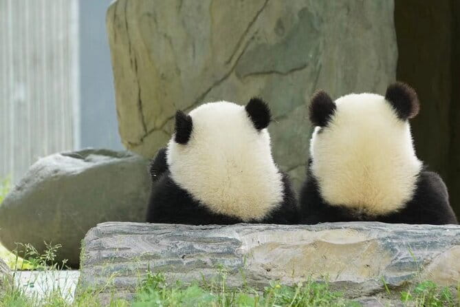 Chengdu Panda Breeding Base Ticket w/ Optional Transfer or Guide - Price Analysis and Value for Money