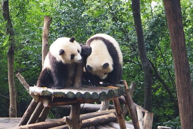 Chengdu Panda Breeding Base Ticket w/ Optional Transfer or Guide - Key Points