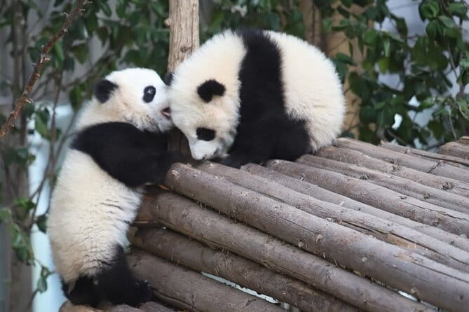 Full Day Tour to Chengdu Panda Centre and Sanxingdui Site - Practical Details and Considerations