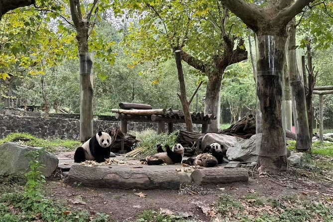 A 3-Day Discover Sichuan: Pandas, Buddha, and Majestic Mountains - What’s Included and What to Expect