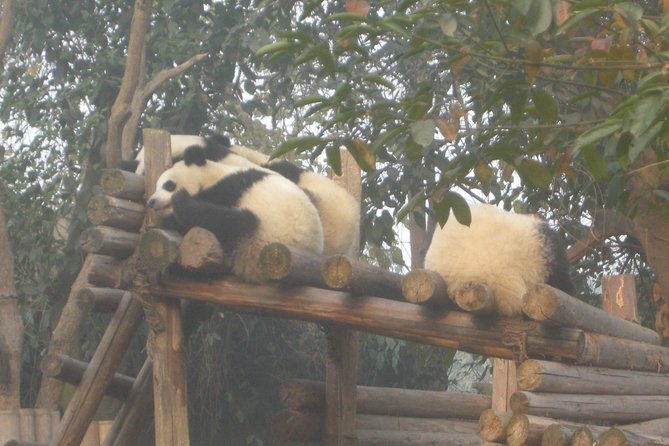 1-Day Panda Base and Mount Qingcheng Private tour from Chengdu - Frequently Asked Questions