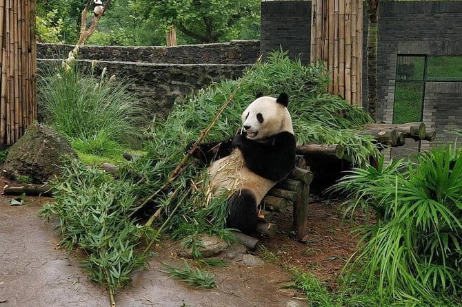 Dujiangyan Panda Base and Mt.Qingcheng one day private tour - The Sum Up