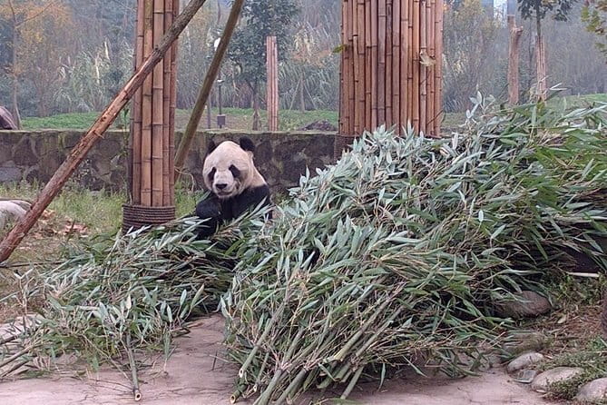 Dujiangyan Panda Base and Mt.Qingcheng one day private tour - Detailed Experience Breakdown