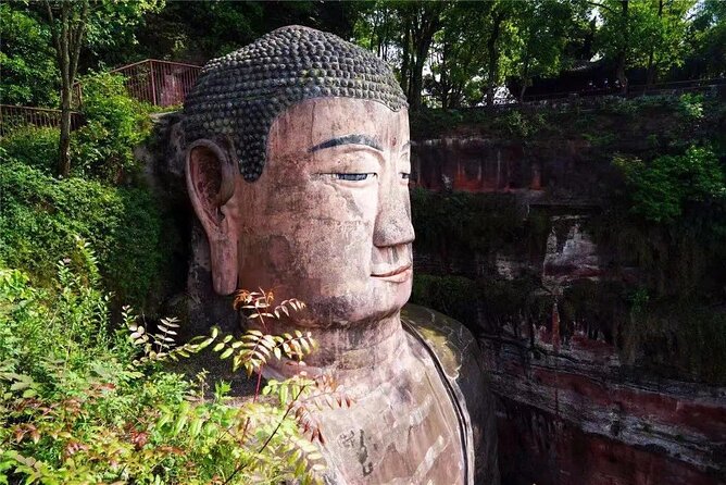 Chengdu Panda Park Bus Tour with Option Leshan Giant Buddha - Good To Know