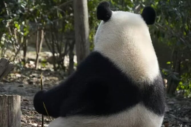 Chengdu Panda Park Bus Tour with Option Leshan Giant Buddha - Final Thoughts