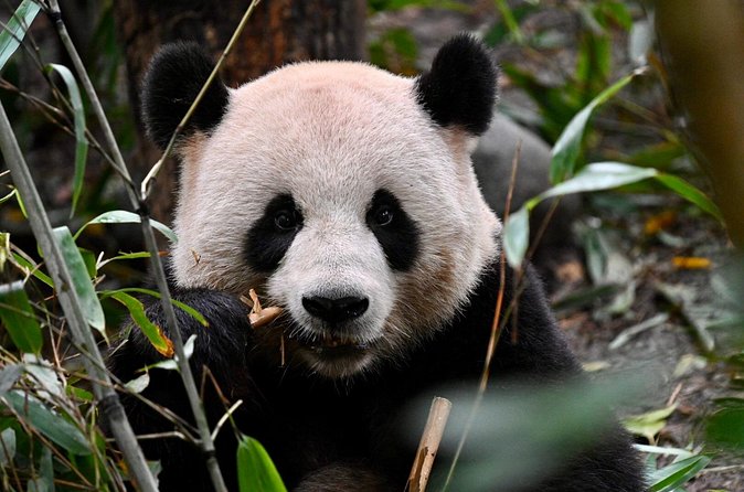 Chengdu Panda Park Bus Tour with Option Leshan Giant Buddha - Authentic Insights from Travelers