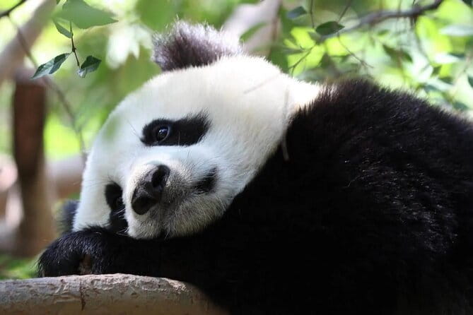 One Day Trip to Chengdu Panda Base and Leshan Buddha Tour - FAQ  