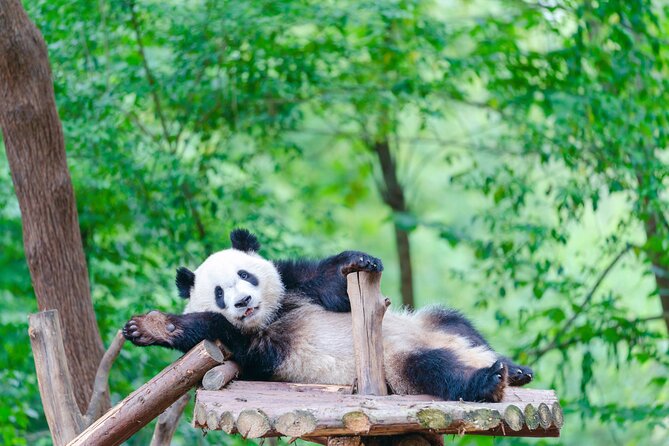 Private Chengdu Panda Breeding Research Base Ticket and Guide opt - Frequently Asked Questions