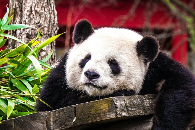 Private Chengdu Panda Breeding Research Base Ticket and Guide opt - Final Thoughts