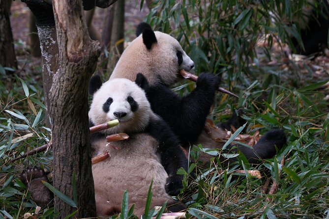 Private Chengdu Panda Tour with Hotel Pickup - Who Will Benefit Most?
