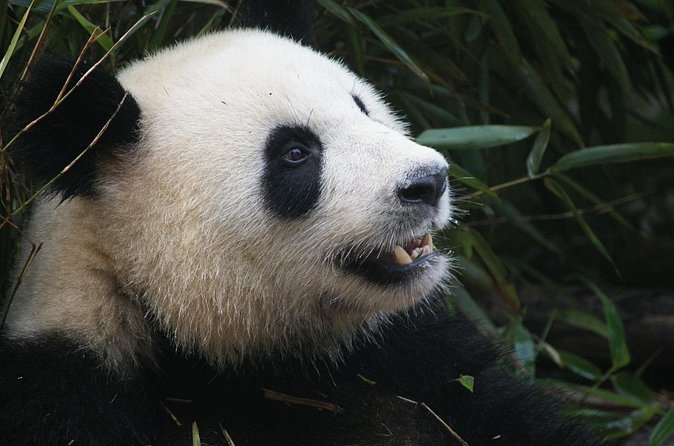 Mini Group: Half-Day Chengdu Pandas Guided Tour - Who Should Consider This Tour?
