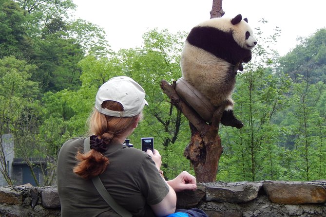 Mini Group: Half-Day Chengdu Pandas Guided Tour - A Close-Up Look at Chengdu’s Pandas and a Taste of Sichuan Hotpot