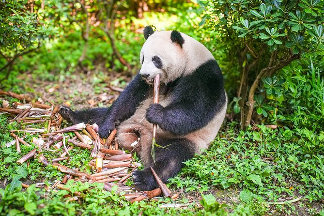 Chengdu Full-Day Tour Pandas, Teahouse and Tuktuk Food Tour - A Day in Chengdu: What to Expect from the Tour