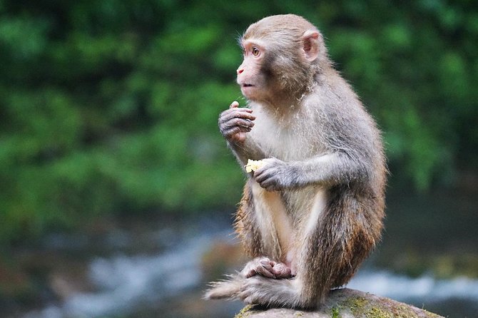 2-Day Private Tour to Zhangjiajie from Shanghai by Air with Accommodation - What Makes This Tour Stand Out