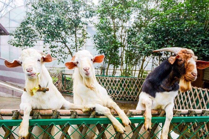 Zhujiajiao Water Town Private Tour with Local Farm Visit and Fruit Picking - Whats the Value?