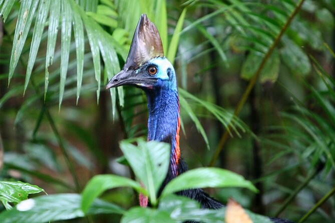 Ziplining Cape Tribulation with Treetops Adventures - Frequently Asked Questions