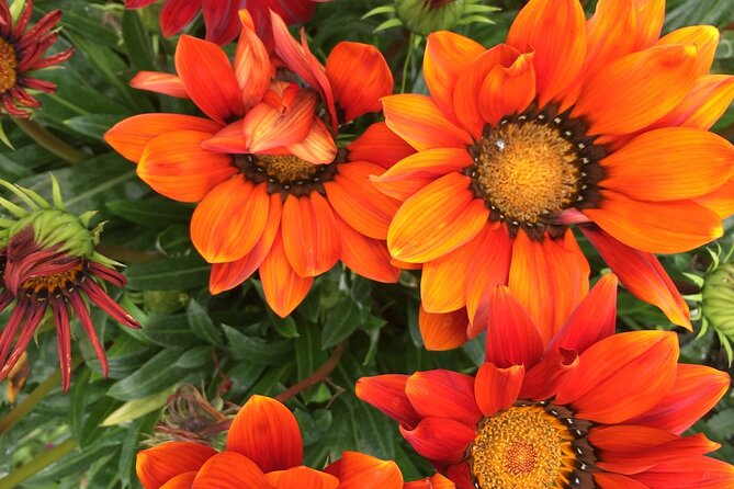 Discover Santa Monicas Lush Gardens, Trees & Neighborhoods - Key Points