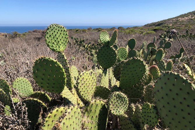 Malibu Beach Surf Tour in a Vintage VW Van - FAQ