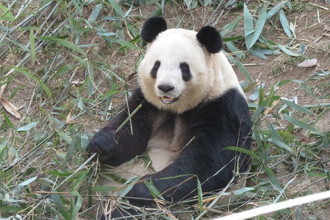 Half Day Tour to Xi'an Wild Panda Breeding and Protecting Center - Practical Details for Travelers