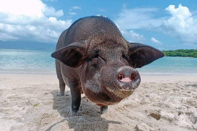 Pig Island & Koh Tan Tour by Speed Boat (Snorkeling & Kayaking) - Exploring the Pig Island & Koh Tan Tour by Speed Boat: A Realistic Look