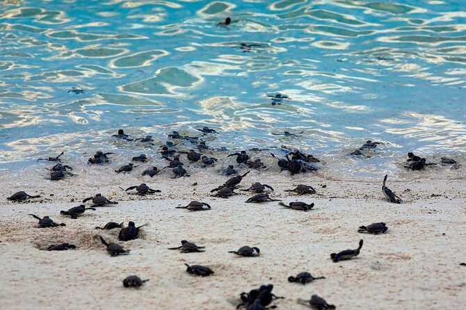 From Sandakan: 2D1N Turtle Island & Sepilok Wildlife Experience - Key Points