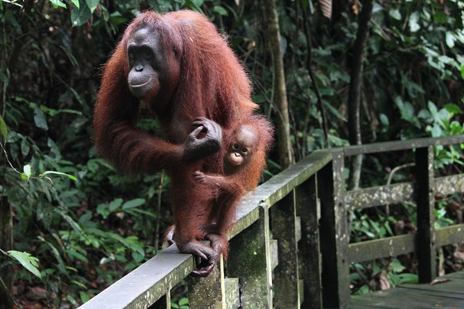 Day Trip Sepilok Orang Utan & Proboscis Monkey (Flight Excluded) - What You Can Expect During the Day