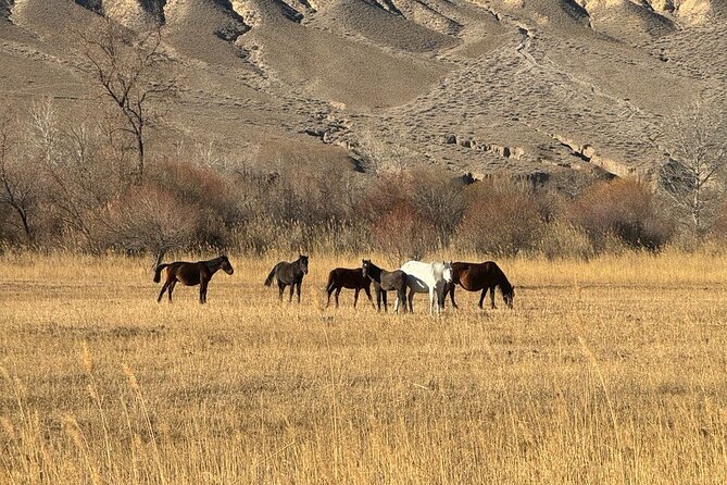 1 Day Private Tour Charyn Canyon Black Canyon and Kolsay Lake - Who Will Get the Most Out of This Tour?