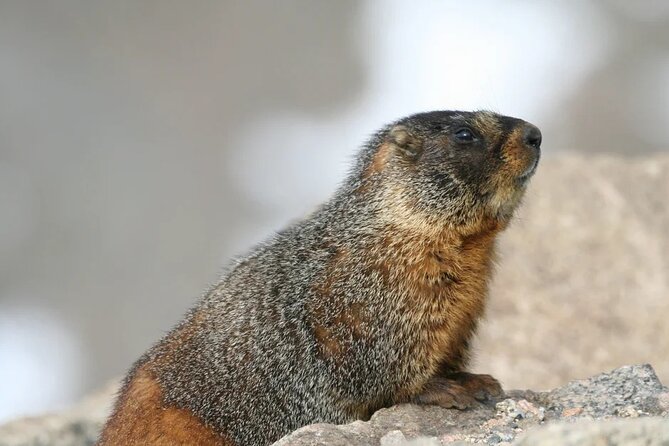 Rocky Mountain National Park Grand Lake Tour - Who Should Consider This Tour?