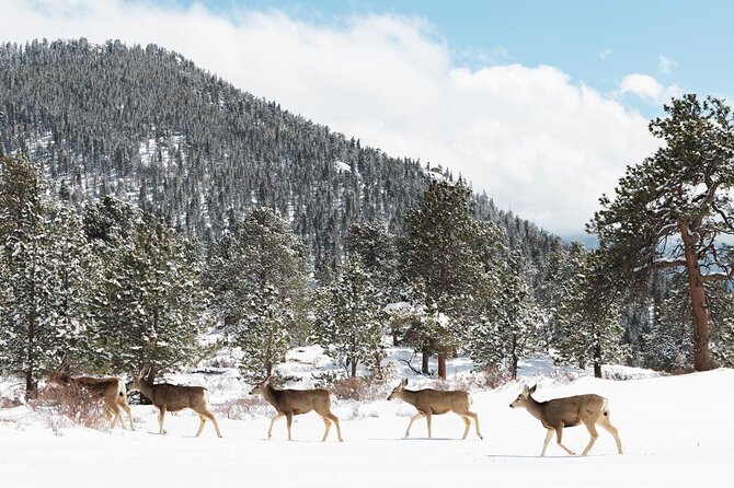 Private Winter Tour + Sledding in Rocky Mountain National Park - Key Points