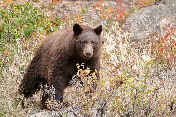 Half-Day Rocky Mountain National Park "Lake and Meadows Tour" - A Detailed Look at the Tour Experience