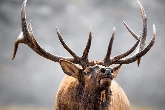 Private Driving Tour of the Rocky Mountain National Park - The Sum Up
