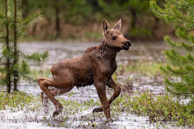Private Driving Tour of the Rocky Mountain National Park - FAQ